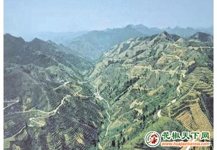 贵州德江：花椒产业改变“荒漠”村  还一个绿水青山 ()