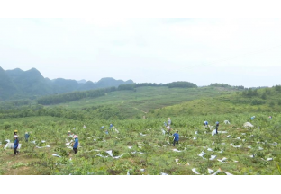 贵州惠水：田间地头一派忙碌的花椒丰收景 ()