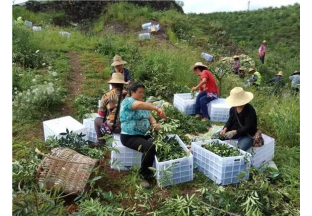 重庆石岗：花椒结硕果  村民笑开花 ()