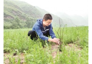 阳泉西潘：种植梅花椒  铺就产业兴旺路 ()