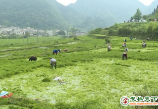 贵州麻江：高山冷凉蔬菜成为一张名片 ()
