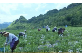贵州新龙场镇：发展蔬菜产业 振兴乡村经济 ()