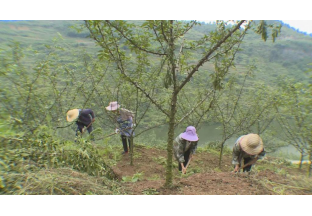 贵州龙河：花椒产业链  振兴奠基础 ()