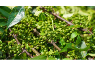 贵州洪渡：正值花椒上市好时节  椒农采摘销售忙 ()