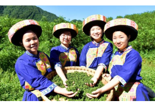 泸州苗族乡：载歌摘花椒 载舞把钱挣 ()