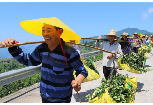 重庆石岗：棵棵花椒树  铺就小康路 ()