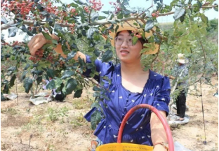甘肃金集：花椒飘香  产业富民 ()
