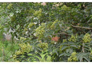重庆吴滩：青花椒种植  科学来管护 ()