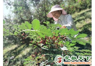 陕西凤县：花椒飘香 电商带货 ()