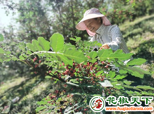 花椒