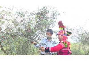 云南哨冲：花椒深加工 日子很红火 ()