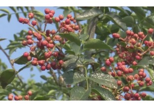 陕西大明:花椒飘香 增收致富 ()