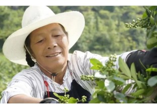 贵州贞丰：荒山变宝山  花椒创效益 ()