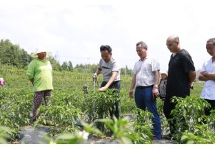 贵州安洛：辣椒抗旱保果  保障增收致富 ()