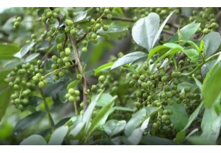 云南鲁甸：做特色产业  种花椒致富 ()