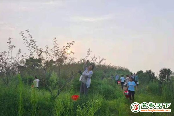 图片12
