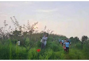 河南柳河：花椒促增收  全面奔小康 ()