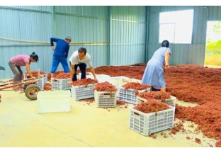 河南刁咀：花椒小豆 脱贫金豆 ()