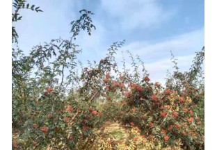 陕西扶风：做活花椒产业  致富一方百姓 ()