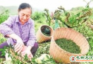 中江：种植青花椒1.8万亩 ()
