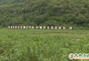 南山村：200亩花椒树成林 ()