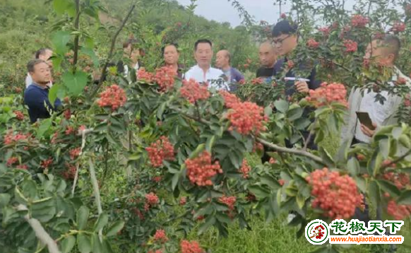 图片1