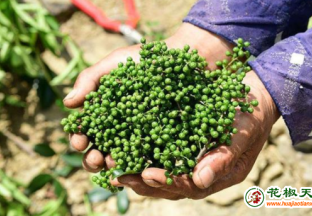 丰源青花椒农民专业合作社，擦亮金阳青花椒“金字招牌” ()