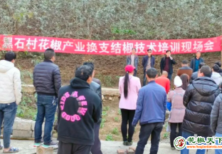 鲁甸梭山镇：花椒技术进田间 产业致富上层楼 ()