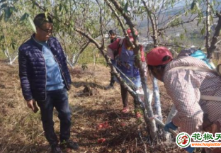 云南鲁甸：三十万亩青花椒冬季管护忙 ()