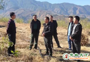 东川区：调研组调研全区花椒产业 ()