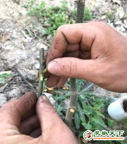 图片2