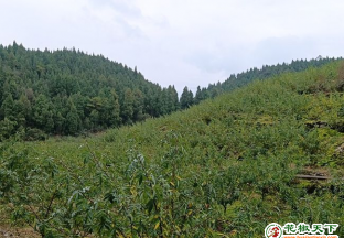 重庆：小小花椒 助力乡村走上致富路 ()
