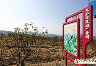 四川达州：青花椒园区建设 带动产业发展 ()