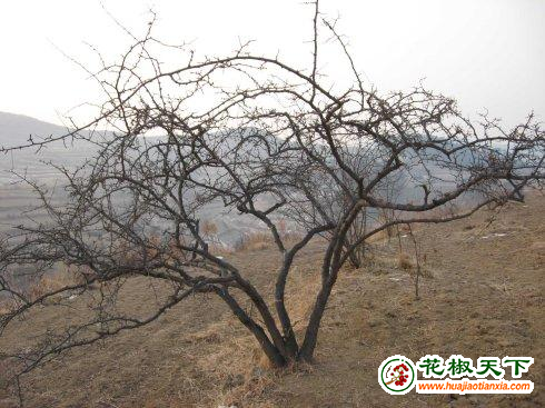 图片3
