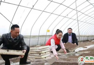 遵义：辣椒育苗忙 奏响春耕“椒响乐” ()