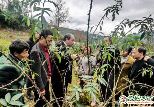 习水：花椒种植技术送进村 ()