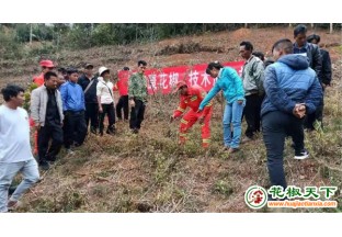 澜沧：强化花椒种植技术 蓄力春耕生产 ()