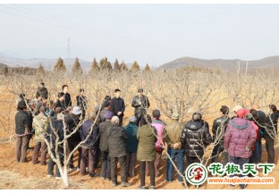 运城：高校助力花椒产业高质量发展 ()