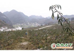 惠水断杉镇：花椒基地复工带农增收 ()