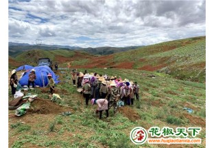 云南红河：小花椒带动致富大产业 ()
