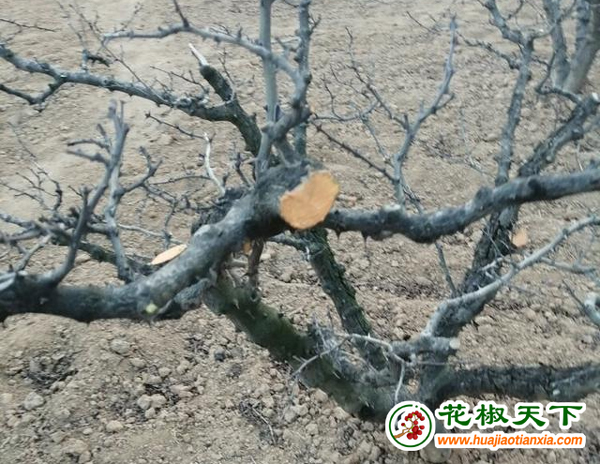 图片8