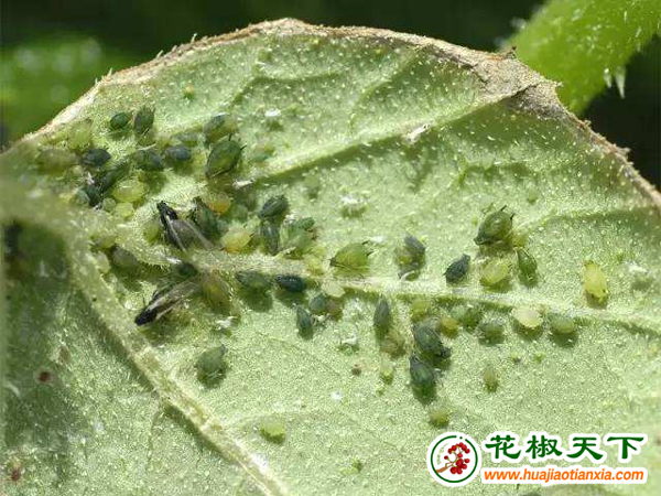 图片9