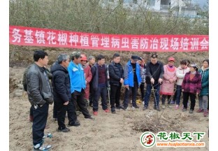 昭通：花椒种植管理技术送上门 ()