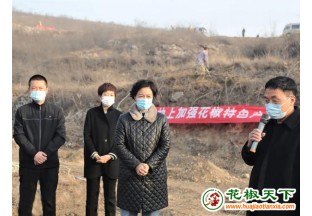 河北井陉大力发展花椒产业 ()