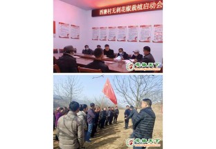 甘肃成县做好无刺花椒种植工作 ()