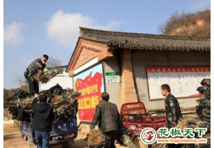 甘肃成县：小小花椒撑起富农大产业 ()