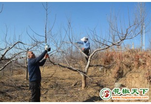 山西大宁：苹果+花椒鼓起农民钱袋子 ()