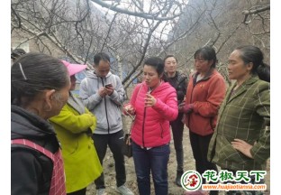 甘肃成县：小小花椒撑起富农大产业 ()
