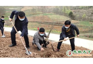 甘肃陇南：打造千亩花椒示范园 ()