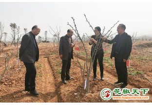 湖北红安花椒助力农村脱贫致富 ()
